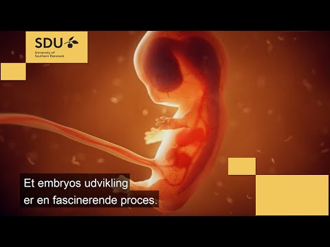 Video: Hvilken fase af cellecyklussen er den vigtigste?