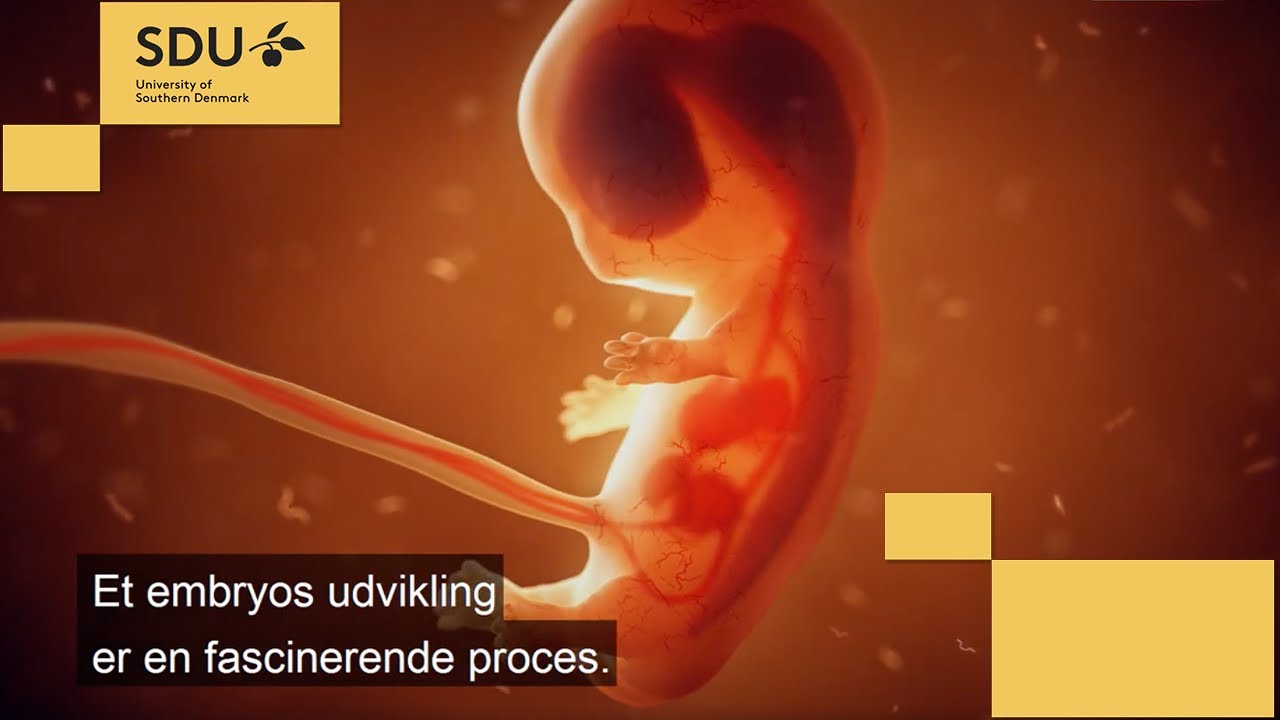 Fra celle til menneske, men hvordan? YouTube