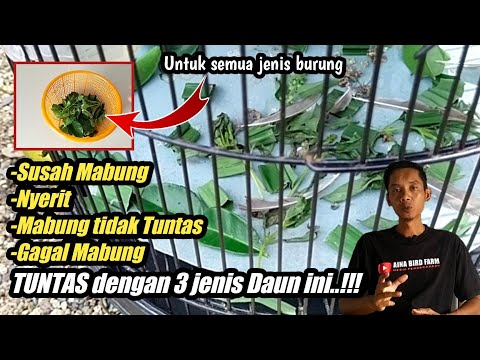 Daun Pandan Untuk Burung