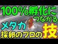【これがプロの技】もれなく採っていくメダカの採卵方法【採卵マスターへの道】