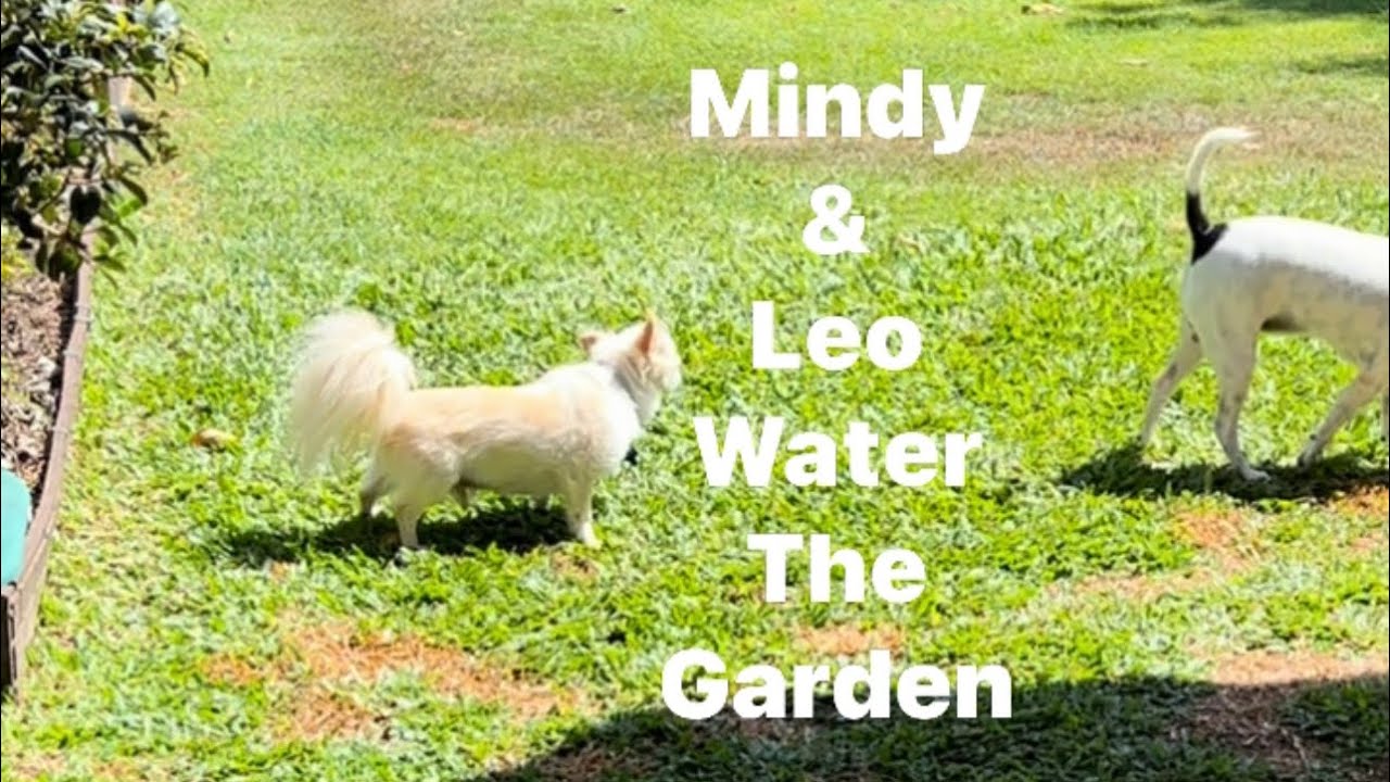 Dogs Morning Routine To Water The Garden dog YouTube dogs-morning-routine-to-water-the-garden-dog-youtube