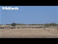 Wildebeest On The Move