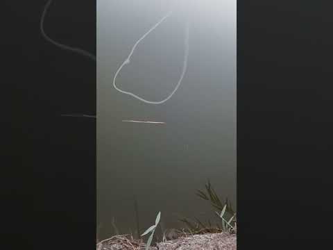 هاذه مو ابو زمير هاي دوده تكرص او تسمم