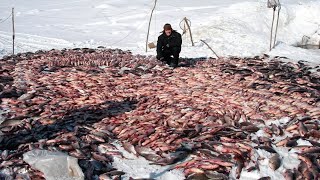 Вот это рыбалка весь лёд в рыбе