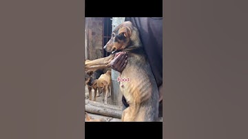 POV: everyone scrolling without sending or make a donation because i rescue dogs #doglovers🐾🐕❤️