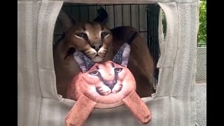 Big Floppa Reaction to Voice of Children : Caracal