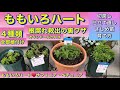 【ももいろハートの育て方】【４種類の植付け】ペチュニア・サフィニア「切戻し」て仕立て直し・新苗購入と２パターンの植付け・摘芯の有無・オキシドールかん水で根腐れ治療