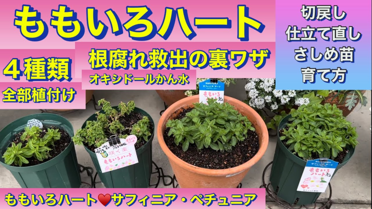 葉挿し苗❤️デザートハーモニー❤️2 【公式通販】