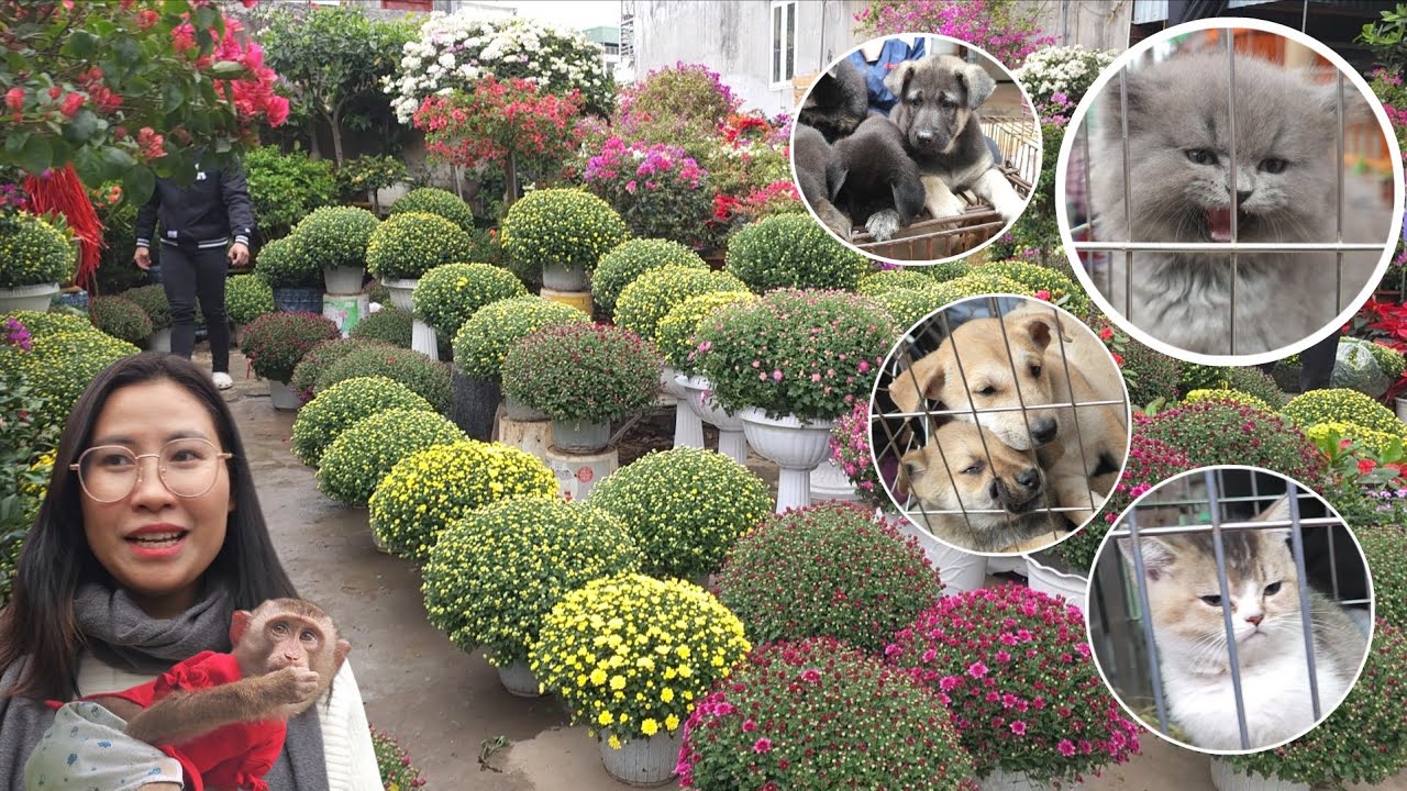 Семья Ламбо сводила всех посмотреть на рынок Тет во Вьетнаме.