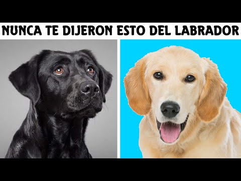 Video: ¿Sabes la diferencia entre los perros perdigueros de labrador inglés y americano?