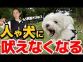 他犬に吠えるのをやめさせる!興奮をコントロールするコツ
