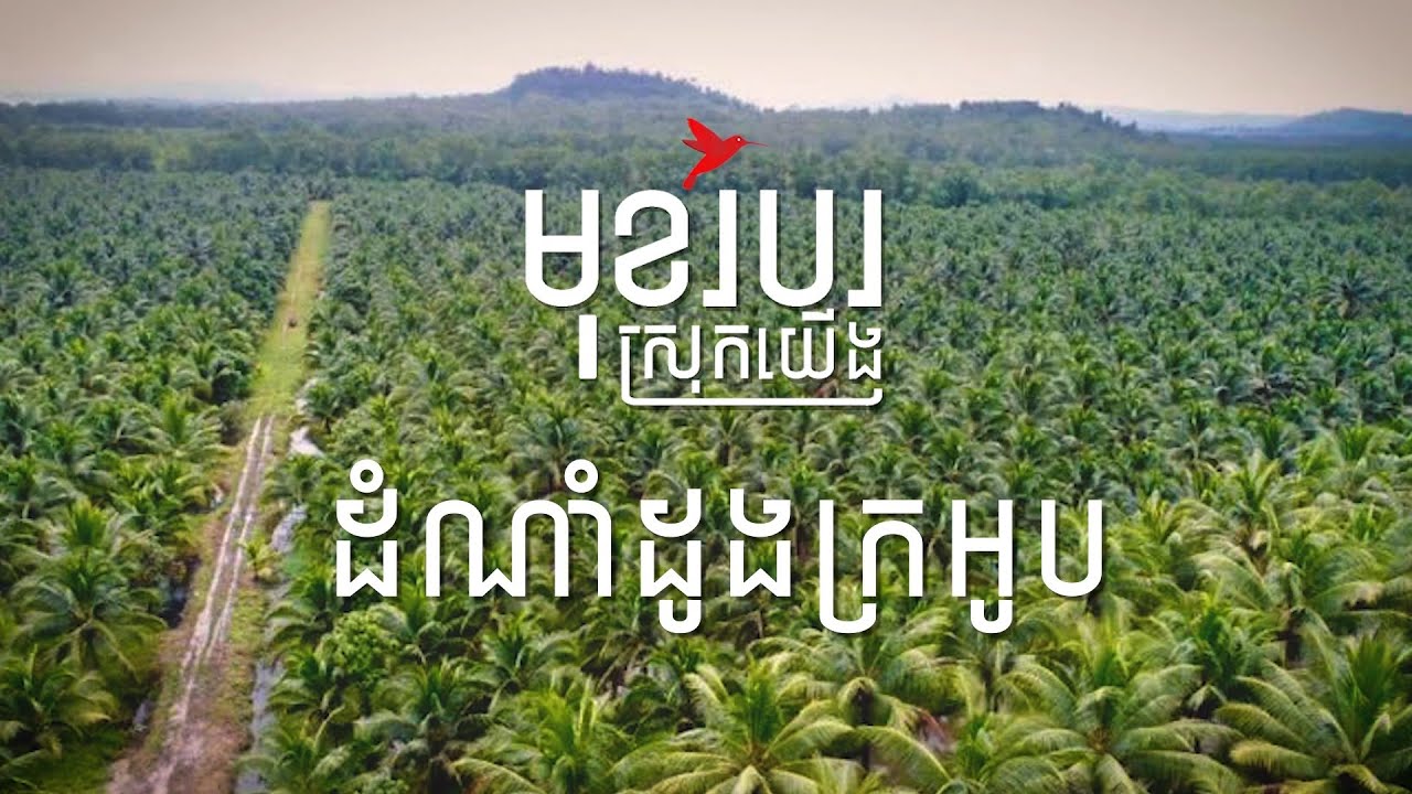 ដាំដូងក្រអូបលើដីមួយហិចតា ចំណូល ៧០០០$ ក្នុងមួយរដូវ ដាំម្ដងកើបលុយរាប់ឆ្នាំ