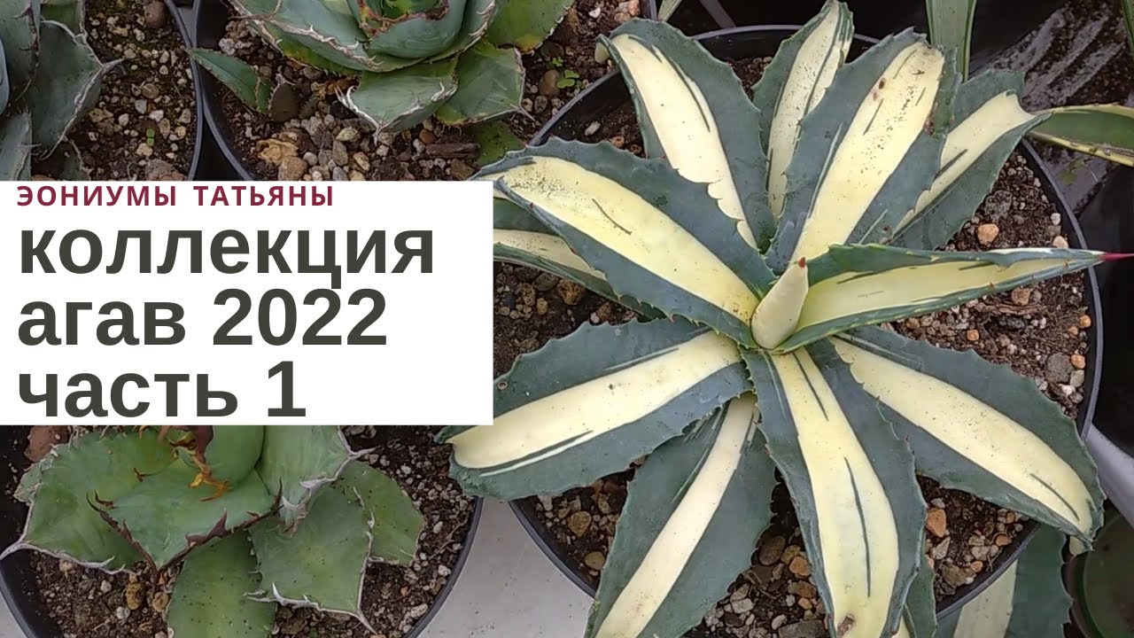 Обзор коллекции агав 2022. Часть 1