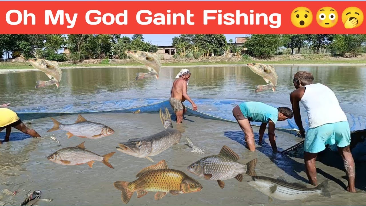 Sikandr Fish Oh My God Big Gaint Fishing ! #fishing_video #fishing #fish #net #big ...