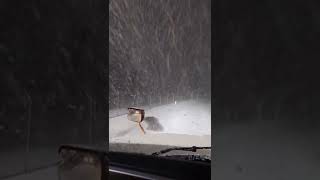 Maine Snow Squall