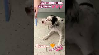 Русский охотничий спаниель 🧡🧡🧡Лу..доченька Весты 🎉🎉🎉не забывают они меня 😘😘😘эмоции переполняют 💋💋💋