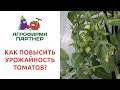 КАК ПОВЫСИТЬ УРОЖАЙНОСТЬ ТОМАТОВ?