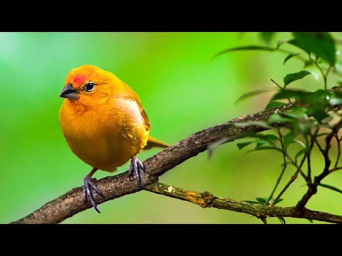 Video: Gjør fugler gode kjæledyr?