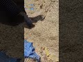 dekh bhaiya logan bhusa rakhane ka mashin aa gya hai #farming #farmerstruggle #shortvideo #viral