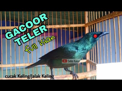 Kicau unik cucak Keling gacor full isian