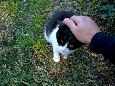 Video: Come Catturare E Cosa Fare Con I Gatti Randagi (selvatici)