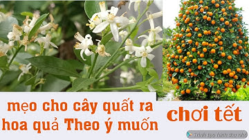 #28: mẹo làm cho cây quất ra hoa đậu quả nhiều và chín vào dịp Tết Nguyên Đán