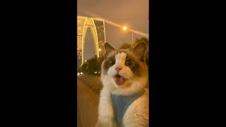 Download Lagu cat selfie with IA   #iagfarms #iamtongi #iamtongimonsters #ian #ian77clashroyale #veo MP3