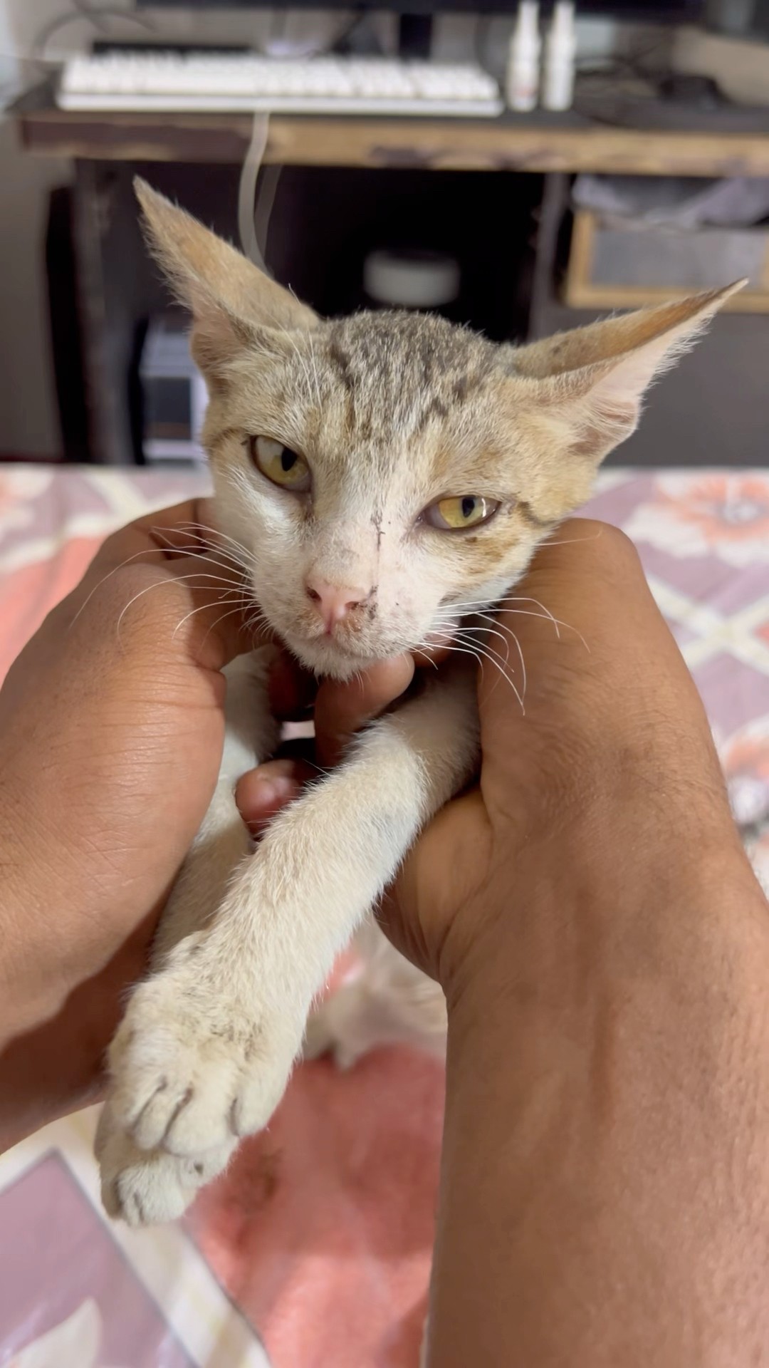 CHOTU KA APPLE CAT #shorts @FACTFIREKING