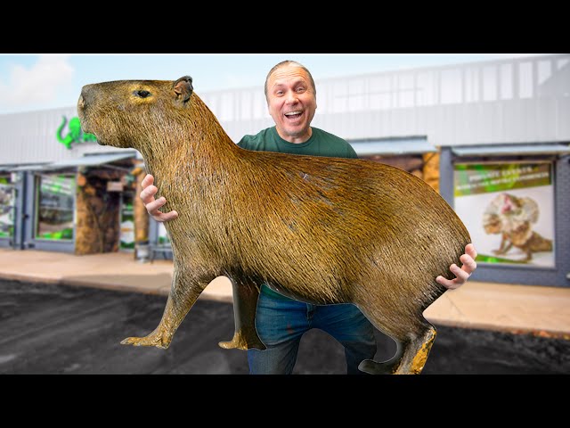 Giant Capybara Pet Why Capybaras 'Invaded' A Rich Gated Community In