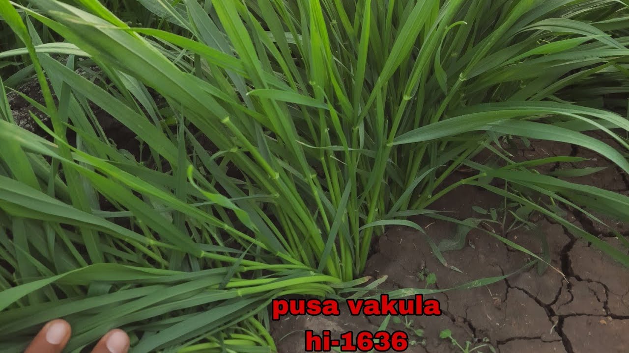 pusa vakula hi-1636 wheat variety high yield...😳😱