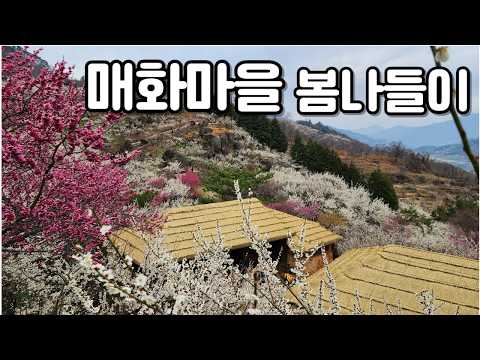 광양 매화마을 봄나들이 🌸 국수•파전 먹고 힐링하고 왔어요