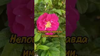 IQ 130 vs турецкий язык. Проигрывает IQ