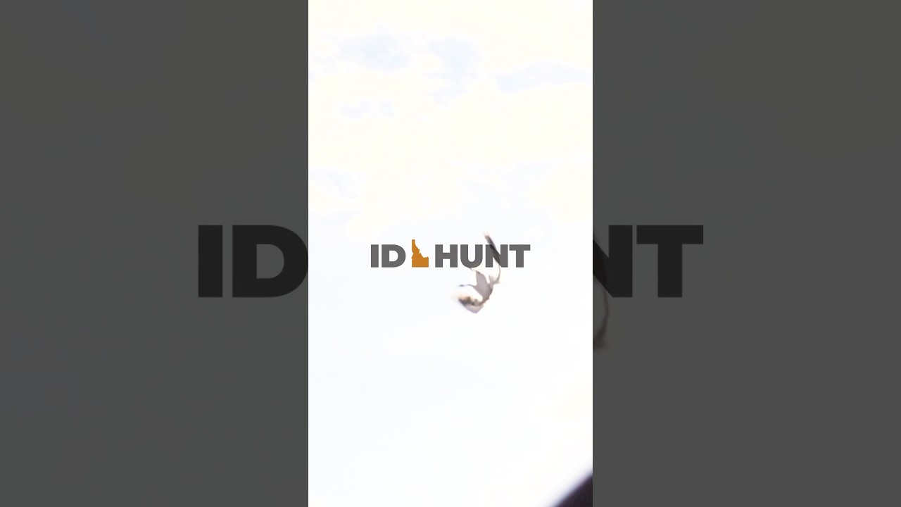 🚨NEW VIDEO OUT NOW🚨Snowgoose hunting 4K Film 