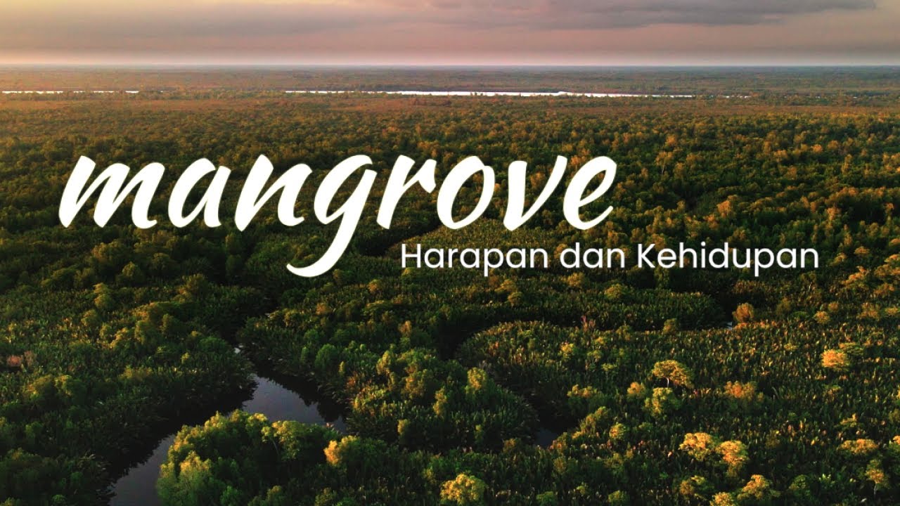 Mangrove: Harapan dan Kehidupan [Dokumenter] | Mangrove: Hope and Life [Documentary]