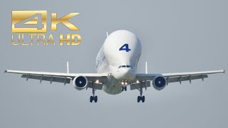 4K Beluga Airbus A300B4-608St Super Transporter F-Gstd Arrival At Xfw Airbus Hamburg