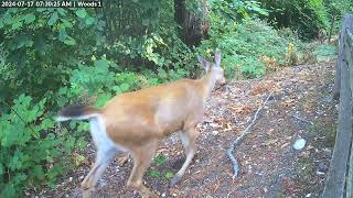 July 17 2024, 7:30AM PDT