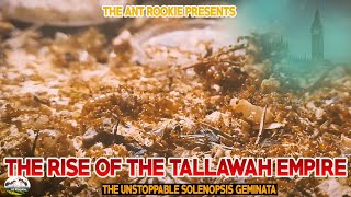 THE RISE OF THE TALLAWAH EMPIRE - SOLENOPSIS GEMINATA