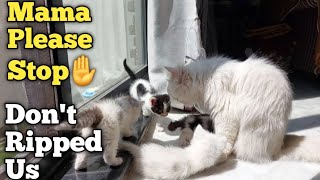 Protective Mother Cat Not Stopping She's Ripping Her Kittens Off And Licking Them by pet is life 479 views 2 days ago 3 minutes, 3 seconds