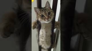 Игривые лапки и безумные повадки