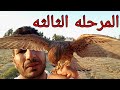المرحله الثالثه لتدريب الصقر المرحله الثالثه لتدريب الصقر