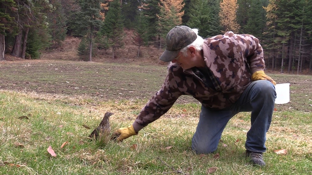 The Grouse Whisperer