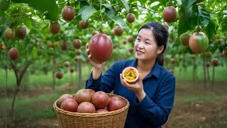 Full Video — Harvesting Passion Fruit Deep In The Forest | Daily Farm Build