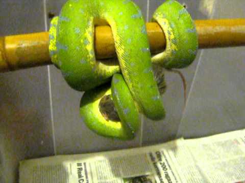 veridis quo letra español Morelia viridis Sorong vs frozen mouse