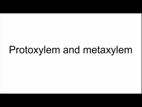 Video: Rozdiel Medzi Protoxylem A Metaxylem