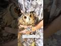 【今日の運ばれるフクロウ】 #ベンガルワシミミズク #ばあちゃん大好き #owllove #癒し動画 #animals