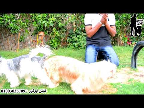 فيديو: أورام المهبل عند الكلاب