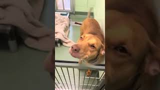 Max Needs Urgent Help, We Still Need To Collect 800 So That He Can Get