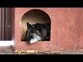 Lulled the wolves. Уложил ВОЛКОВ спать, Канадский волк Акела и Якутский волк Братиш.