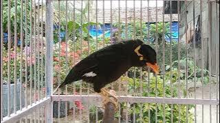 masteran burung beo MH,cocok buat pancingan beo bahan muda hutan#tiktok #shorts