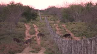 Giant 8 Point in Old Mexico at Rancho Alto Bonito